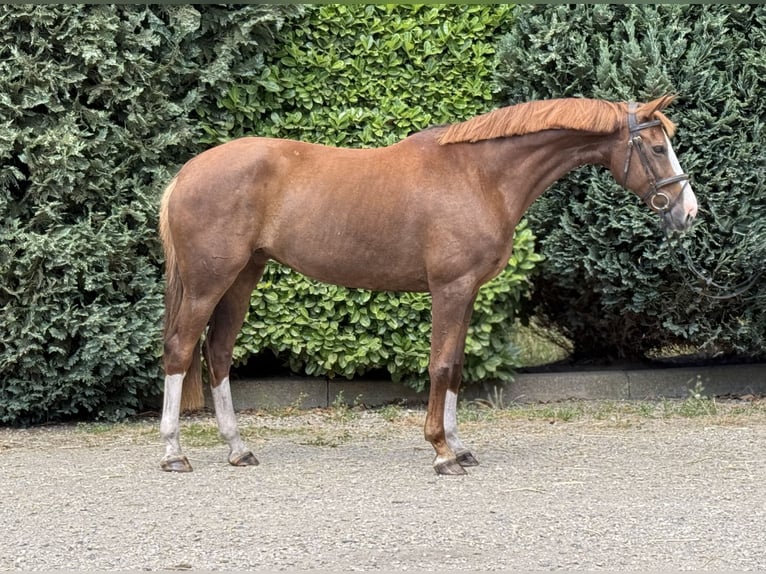 Rheinländer Stute 10 Jahre 168 cm Fuchs in Oud Gastel