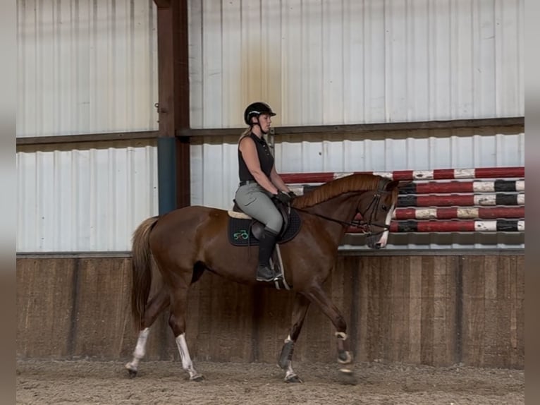 Rheinländer Stute 10 Jahre 168 cm Fuchs in Oud Gastel