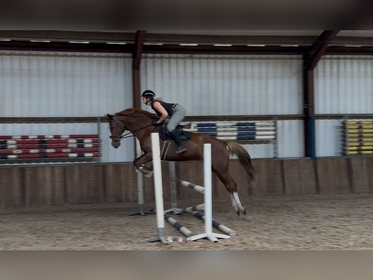 Rheinländer Stute 10 Jahre 168 cm Fuchs in Oud Gastel