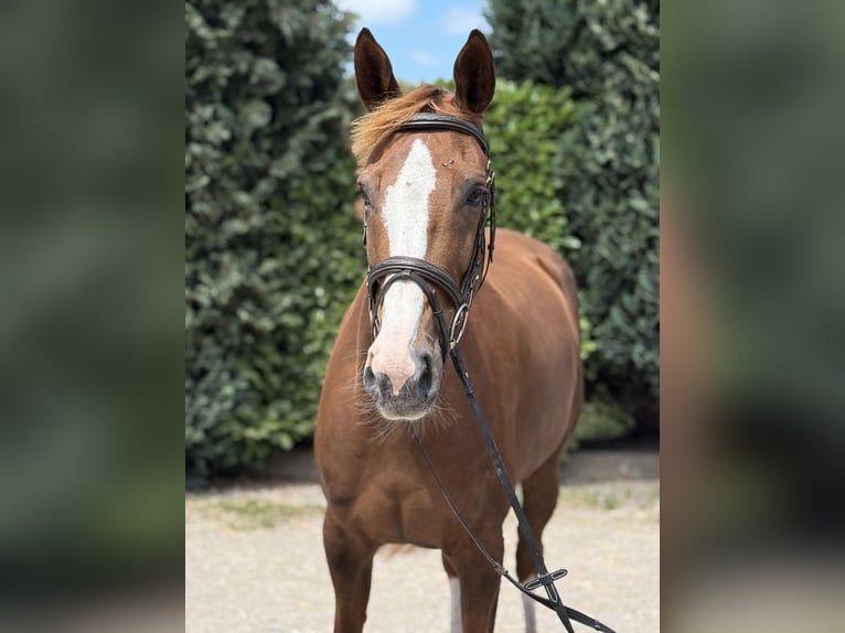 Rheinländer Stute 10 Jahre 168 cm Fuchs in Oud Gastel