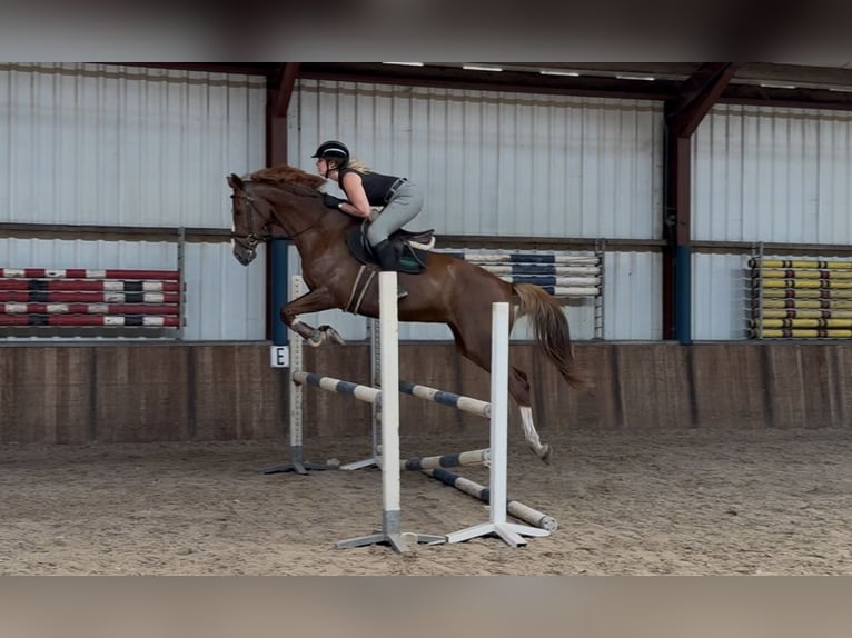 Rheinländer Stute 10 Jahre 168 cm Fuchs in Oud Gastel