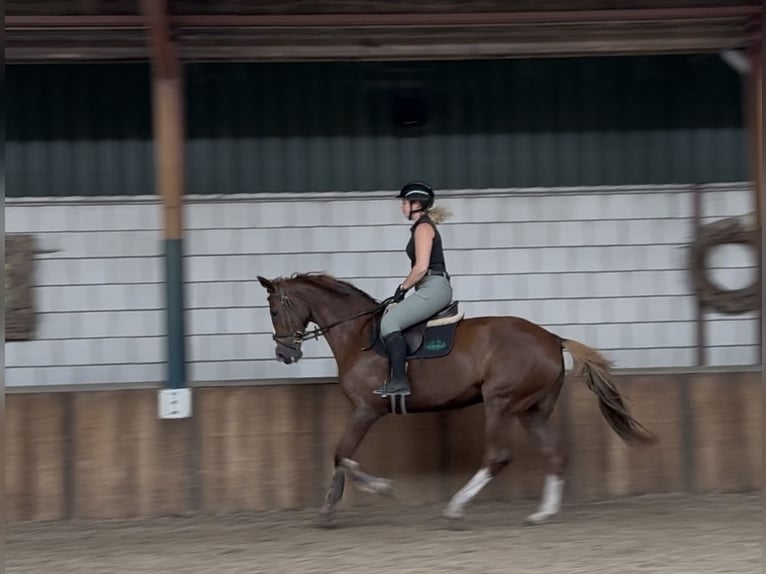 Rheinländer Stute 10 Jahre 168 cm Fuchs in Oud Gastel