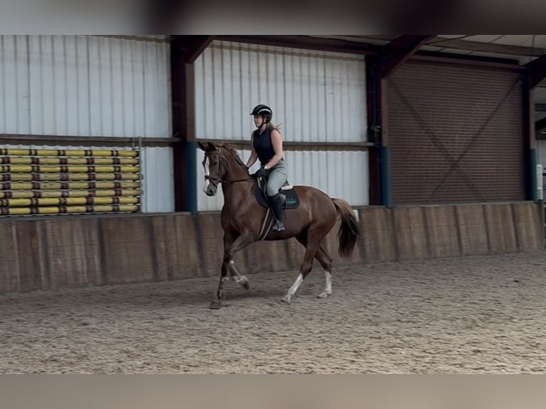 Rheinländer Stute 10 Jahre 168 cm Fuchs in Oud Gastel