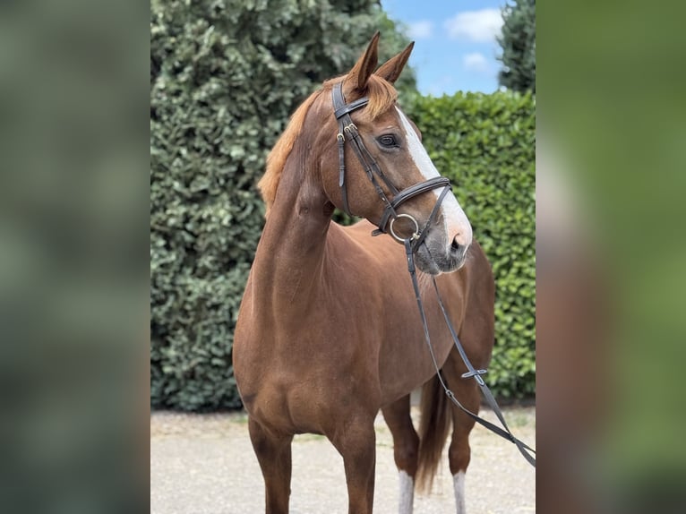 Rheinländer Stute 10 Jahre 168 cm Fuchs in Oud Gastel