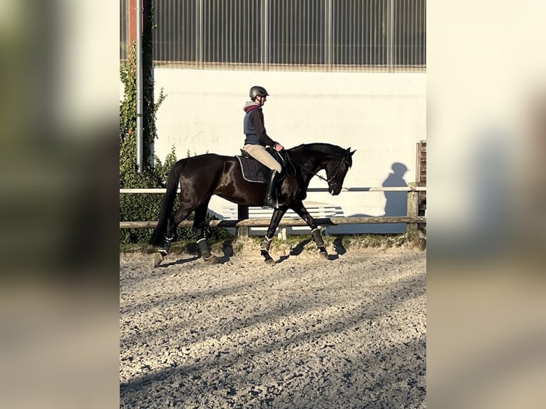 Rheinländer Stute 10 Jahre 168 cm Rappe in Dortmund