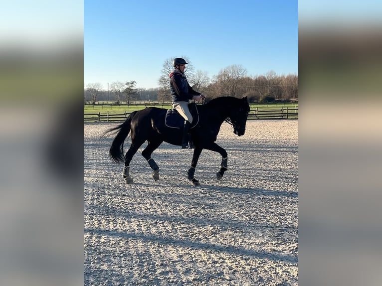 Rheinländer Stute 10 Jahre 168 cm Rappe in Dortmund