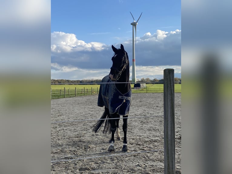 Rheinländer Stute 10 Jahre 169 cm Schwarzbrauner in Nuth