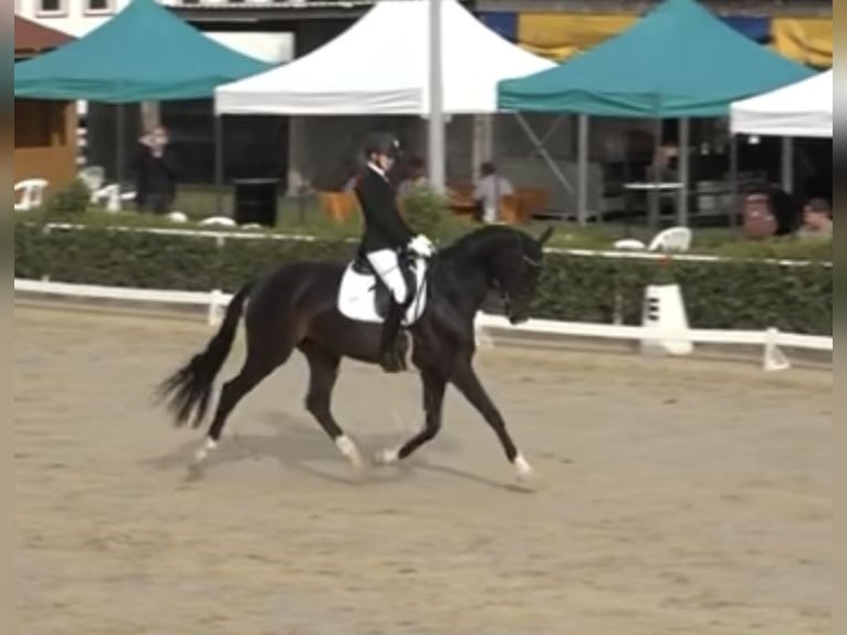 Rheinländer Stute 10 Jahre 169 cm Schwarzbrauner in Nuth