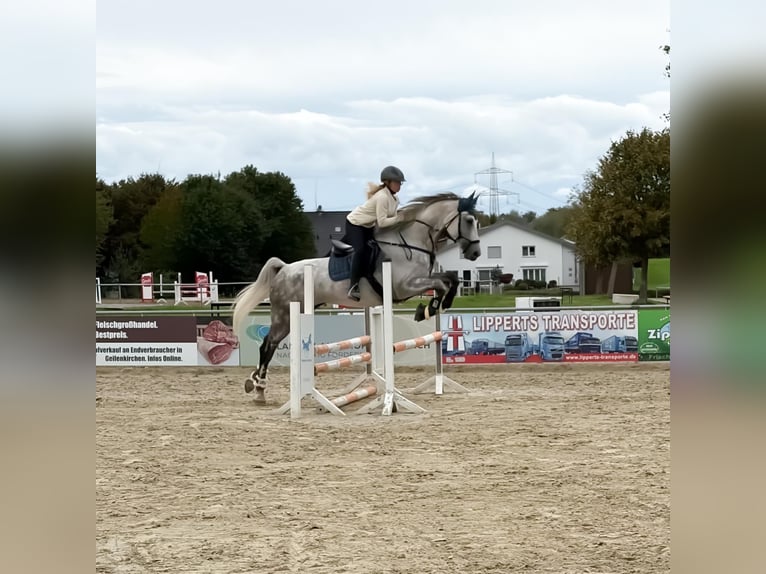 Rheinländer Stute 10 Jahre 170 cm Schimmel in Heinsberg