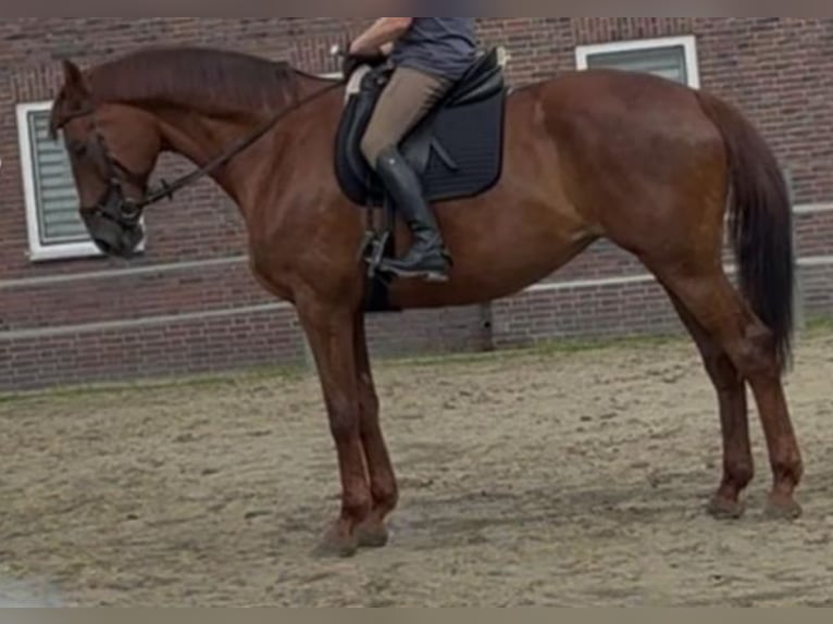 Rheinländer Stute 10 Jahre 173 cm Fuchs in M&#xFC;lheim an der Ruhr