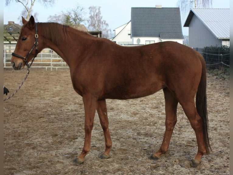 Rheinländer Stute 11 Jahre 161 cm Fuchs in Deinste