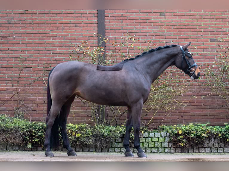 Rheinländer Stute 11 Jahre 168 cm in Ennepetal