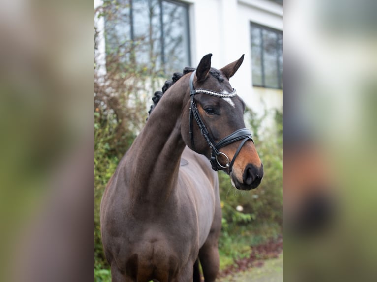 Rheinländer Stute 11 Jahre 168 cm in Ennepetal