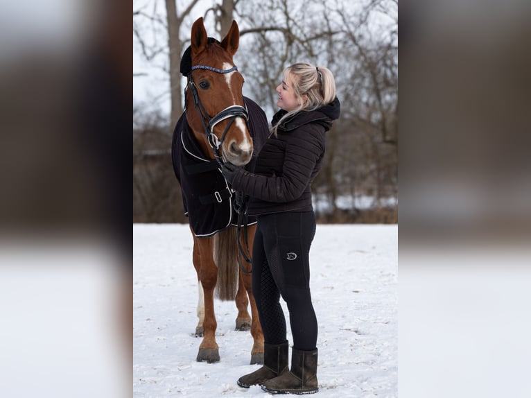 Rheinländer Stute 12 Jahre 168 cm Fuchs in Friedberg