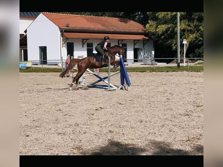 Rheinländer Stute 12 Jahre 168 cm Fuchs in Friedberg