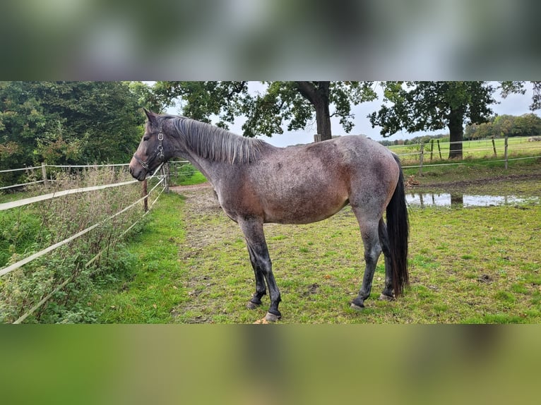 Rheinländer Stute 12 Jahre 169 cm Roan-Blue in Issum