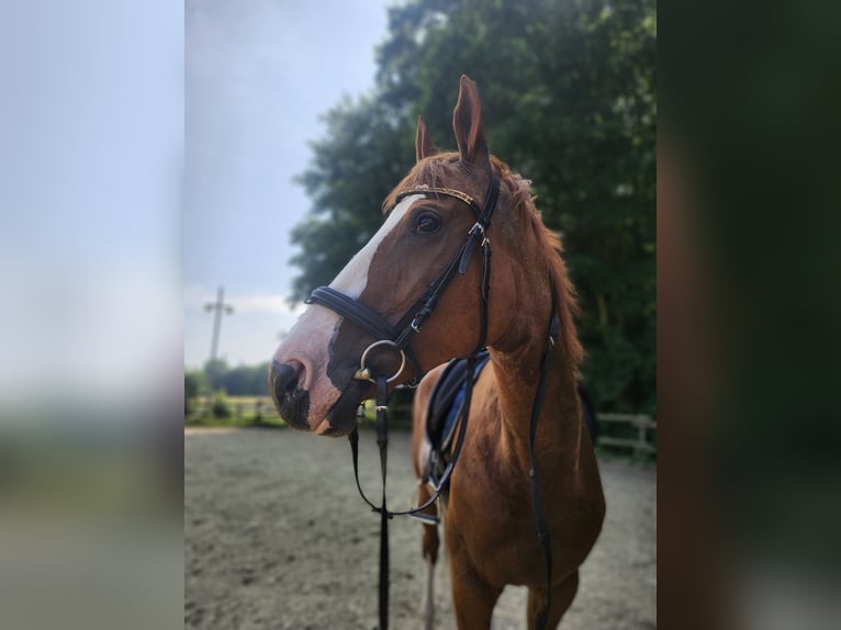 Rheinländer Stute 12 Jahre 169 cm Rotbrauner in Köln, NRW