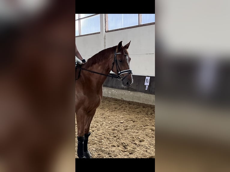Rheinländer Stute 12 Jahre 170 cm Fuchs in Rhede