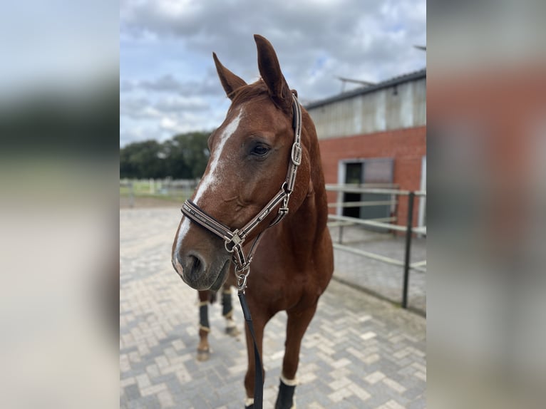 Rheinländer Stute 12 Jahre 170 cm Fuchs in Rhede
