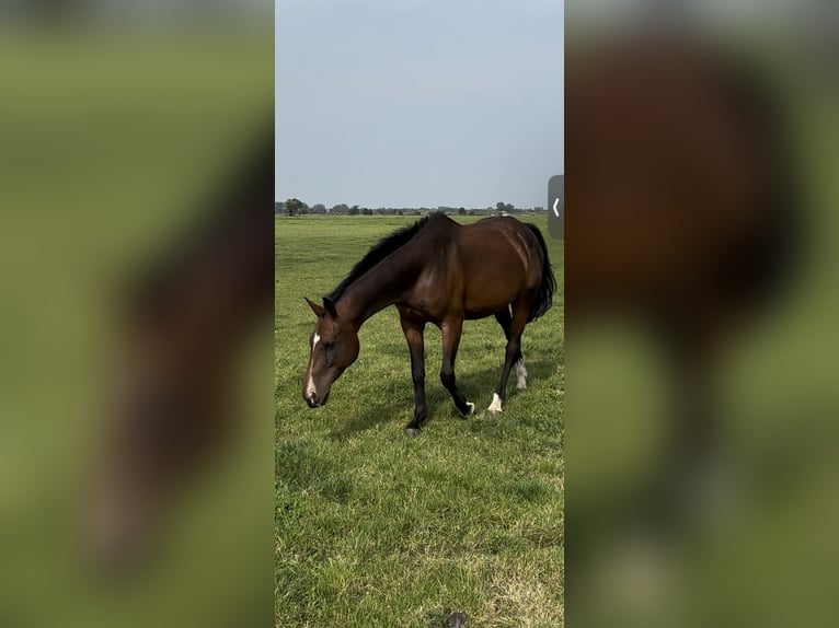 Rheinländer Stute 13 Jahre 165 cm Brauner in Oldekerk