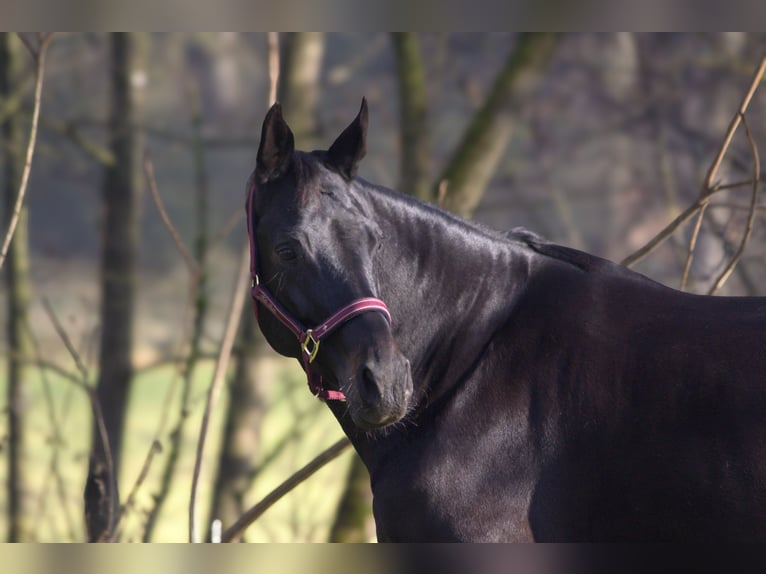 Rheinländer Stute 13 Jahre 165 cm Schwarzbrauner in Taufkirchen