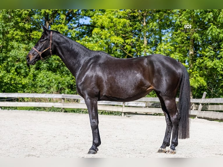 Rheinländer Stute 13 Jahre 165 cm Schwarzbrauner in Taufkirchen