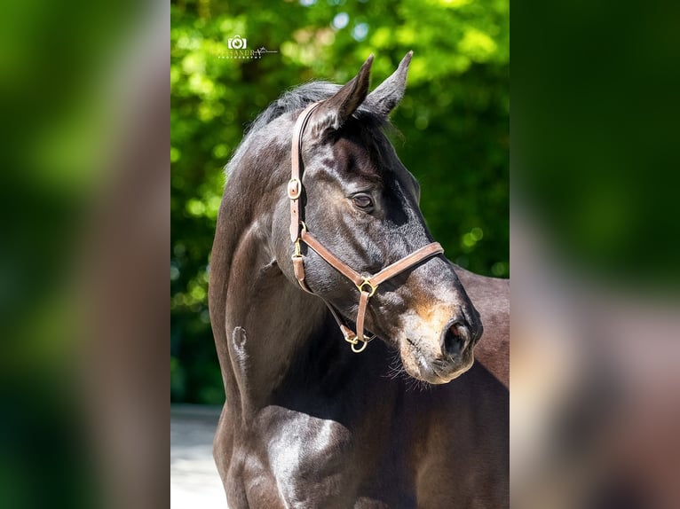 Rheinländer Stute 13 Jahre 165 cm Schwarzbrauner in Taufkirchen