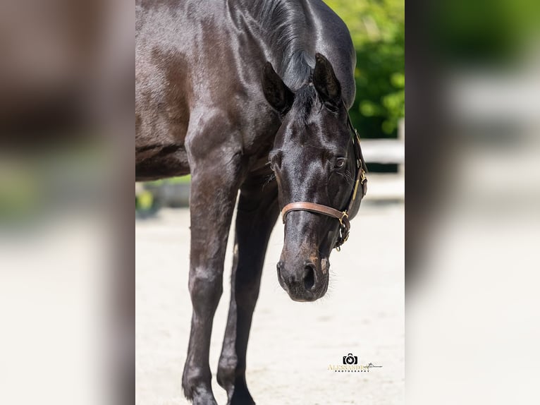 Rheinländer Stute 13 Jahre 165 cm Schwarzbrauner in Taufkirchen