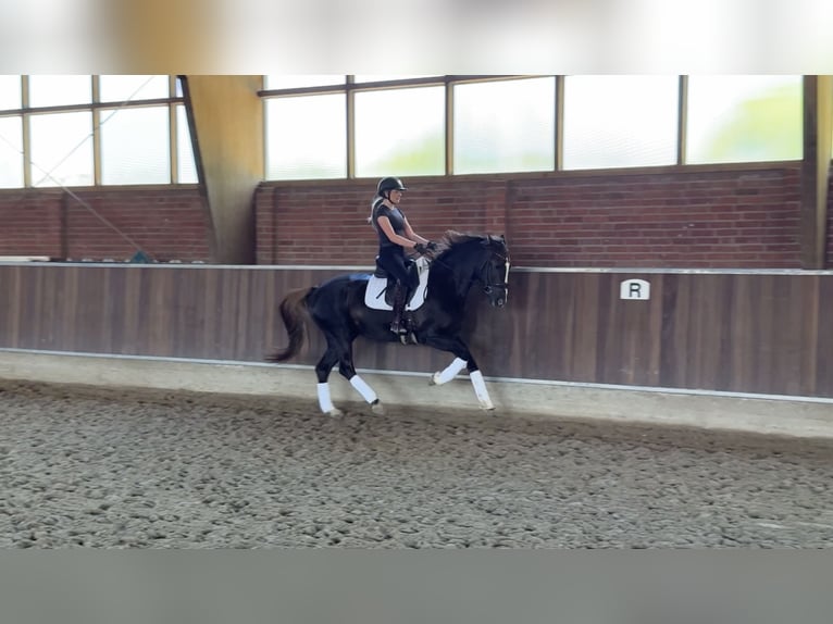 Rheinländer Stute 13 Jahre 166 cm Dunkelfuchs in Düsseldorf