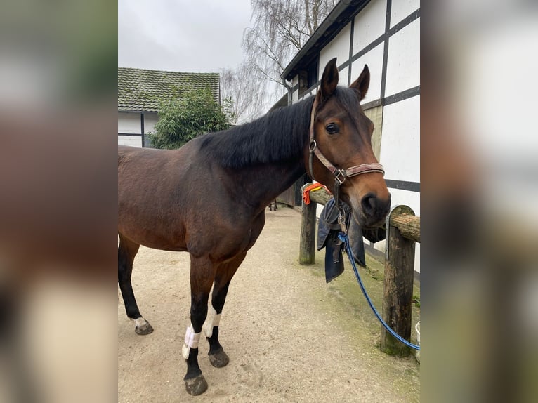Rheinländer Stute 13 Jahre 167 cm Brauner in Bedburg
