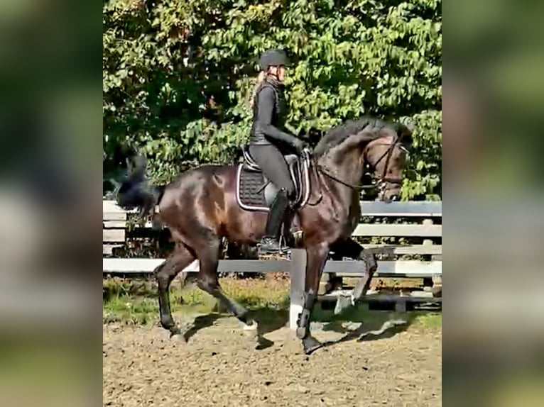 Rheinländer Stute 13 Jahre 167 cm Dunkelbrauner in Gernsheim