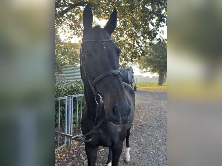 Rheinländer Stute 13 Jahre 167 cm Dunkelbrauner in Goch