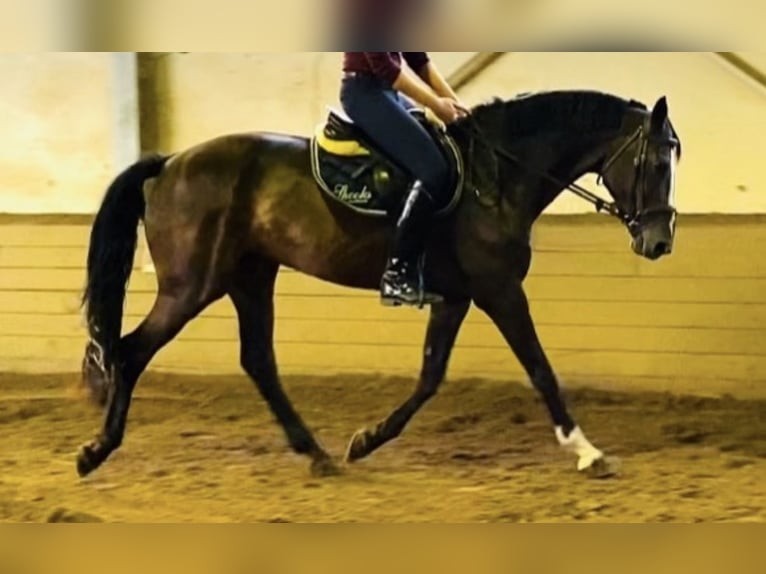 Rheinländer Stute 13 Jahre 168 cm Brauner in Arnsberg