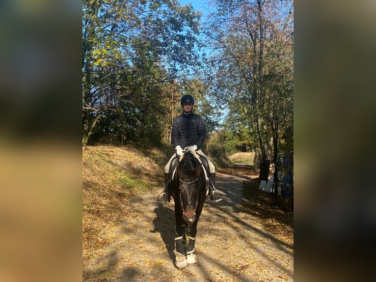 Rheinländer Stute 13 Jahre 170 cm Dunkelbrauner in Troisdorf