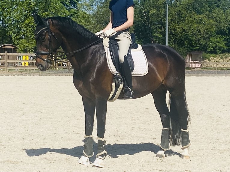 Rheinländer Stute 13 Jahre 170 cm Dunkelbrauner in Troisdorf
