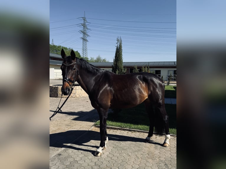 Rheinländer Stute 13 Jahre 170 cm Dunkelbrauner in Troisdorf