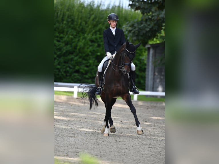 Rheinländer Stute 13 Jahre 170 cm Dunkelbrauner in Troisdorf