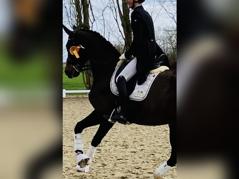 Rheinländer Stute 13 Jahre 170 cm Dunkelbrauner in Troisdorf
