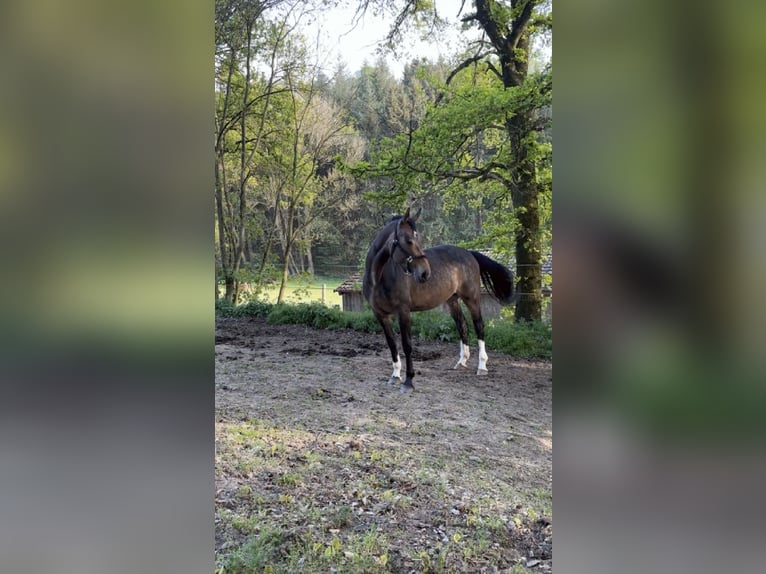 Rheinländer Stute 13 Jahre 170 cm in Kirchdorf an der Amper