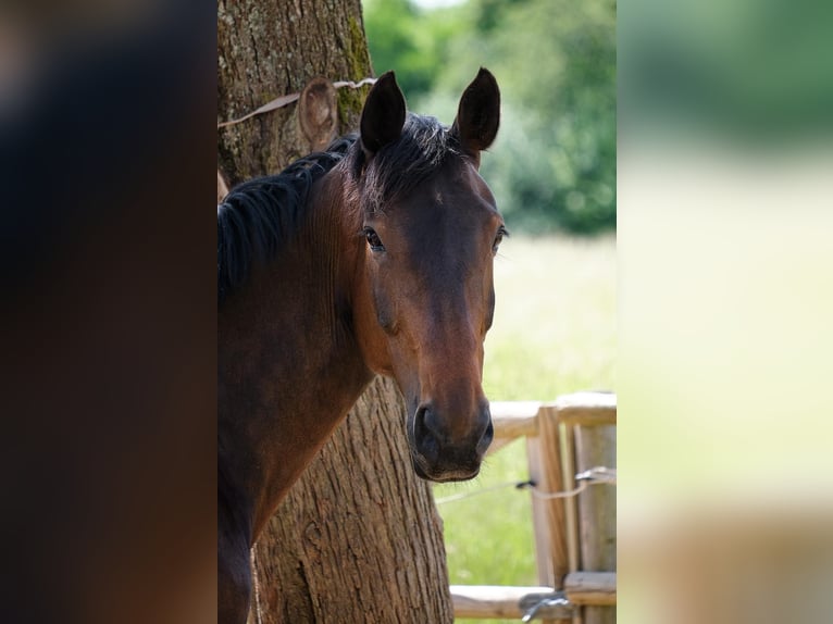 Rheinländer Stute 13 Jahre 171 cm Brauner in Bettange-sur-Mess