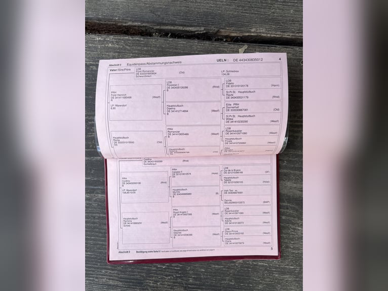 Rheinländer Stute 13 Jahre 172 cm in Freiburg im Breisgau