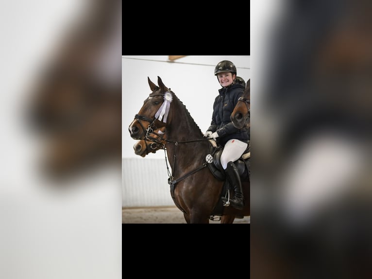 Rheinländer Stute 13 Jahre 175 cm  in Berlin