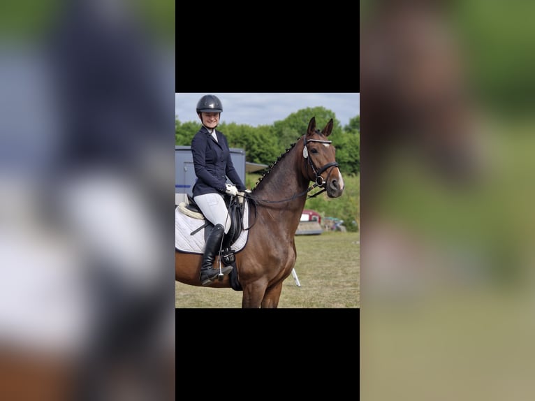 Rheinländer Stute 13 Jahre 175 cm  in Berlin