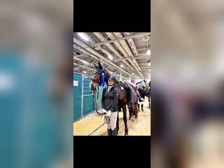 Rheinländer Stute 13 Jahre 175 cm  in Berlin