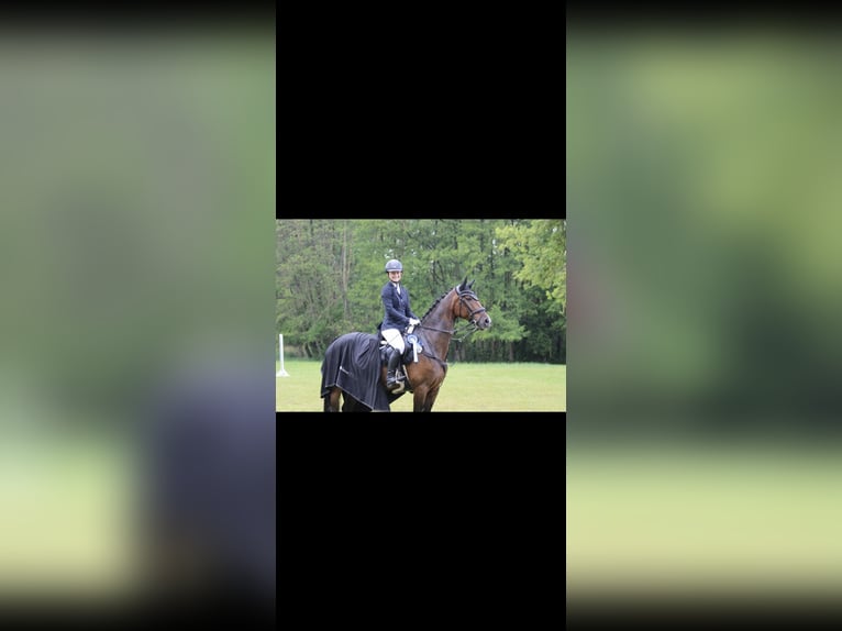 Rheinländer Stute 13 Jahre 175 cm  in Berlin