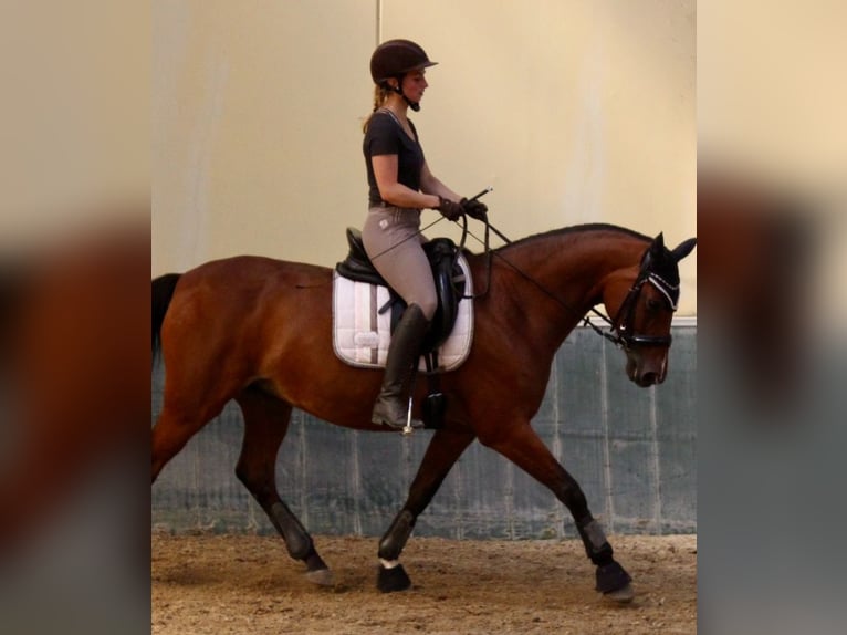 Rheinländer Stute 14 Jahre 163 cm Brauner in Erftstadt