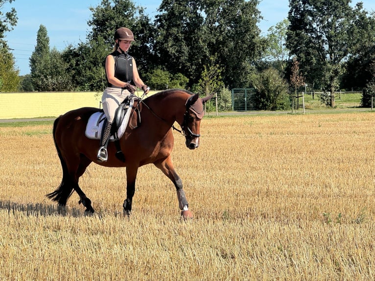 Rheinländer Stute 14 Jahre 163 cm Brauner in Erftstadt
