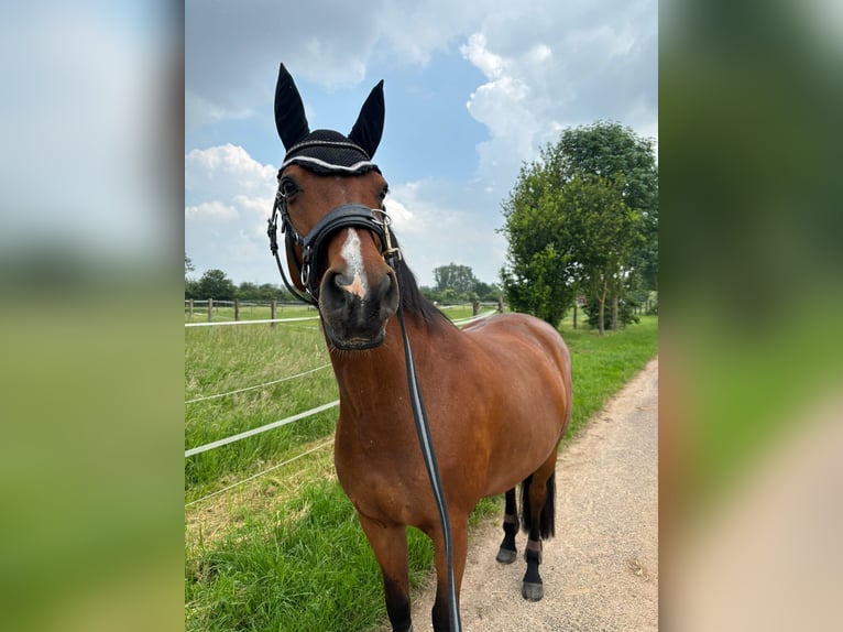 Rheinländer Stute 14 Jahre 163 cm Brauner in Erftstadt