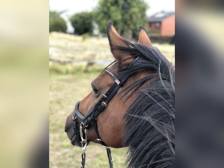 Rheinländer Stute 14 Jahre 163 cm Brauner in Erftstadt