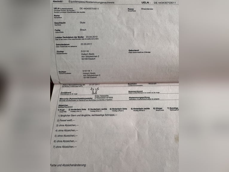 Rheinländer Stute 14 Jahre 163 cm Brauner in Erftstadt